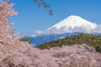 The Natural Beauty that Symbolizes Japan: Mount Fuji and Sakura